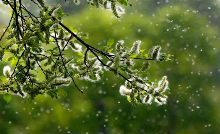 Pollen Panic: Why Spring Allergies Are Worse Than Ever