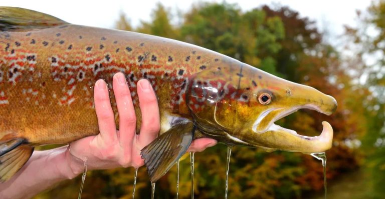 Drug-Polluted Waters Are Altering Wild Salmon Behavior